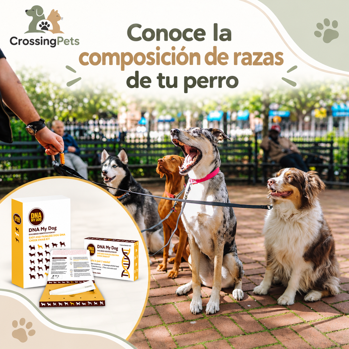 DNA My Dog · kit de identificación de razas — CrossingPets · imagen 3
