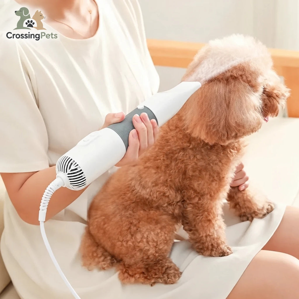 Secador Petdryer en uso con un perro — CrossingPets