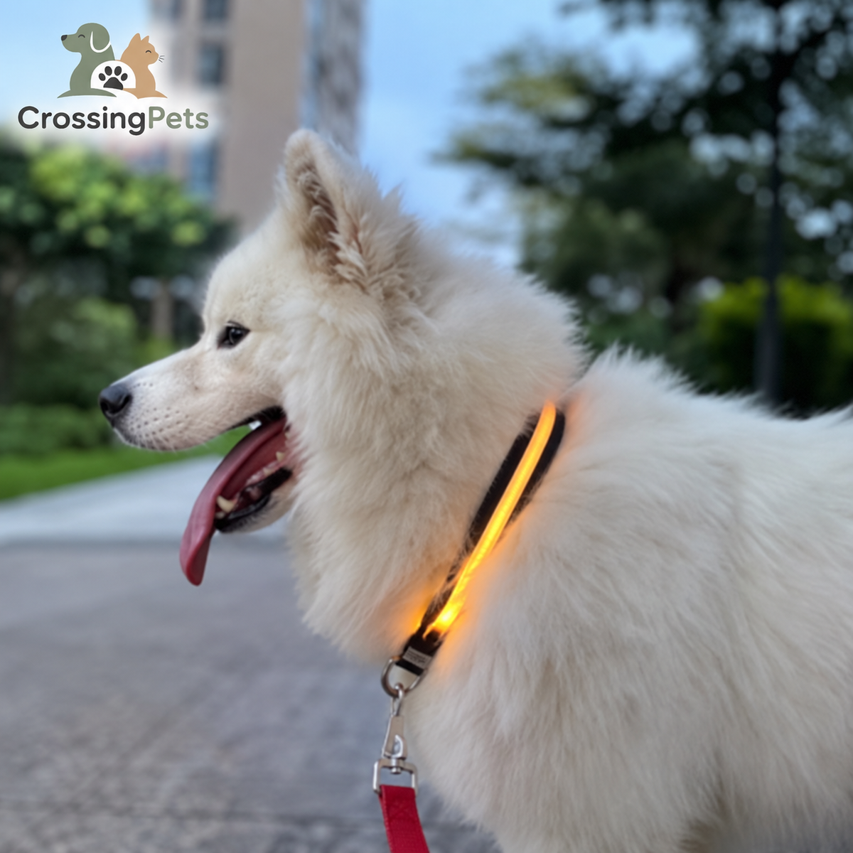 Collar LED Multicolor Premium para Perros