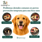 Lámina informativa sobre problemas dentales en perros — CrossingPets