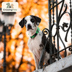 Adjustable Reflexfit collar by CrossingPets, image 18