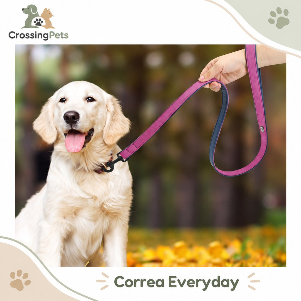 Collar personalizado Everyday y correa opcional — CrossingPets · imagen 19