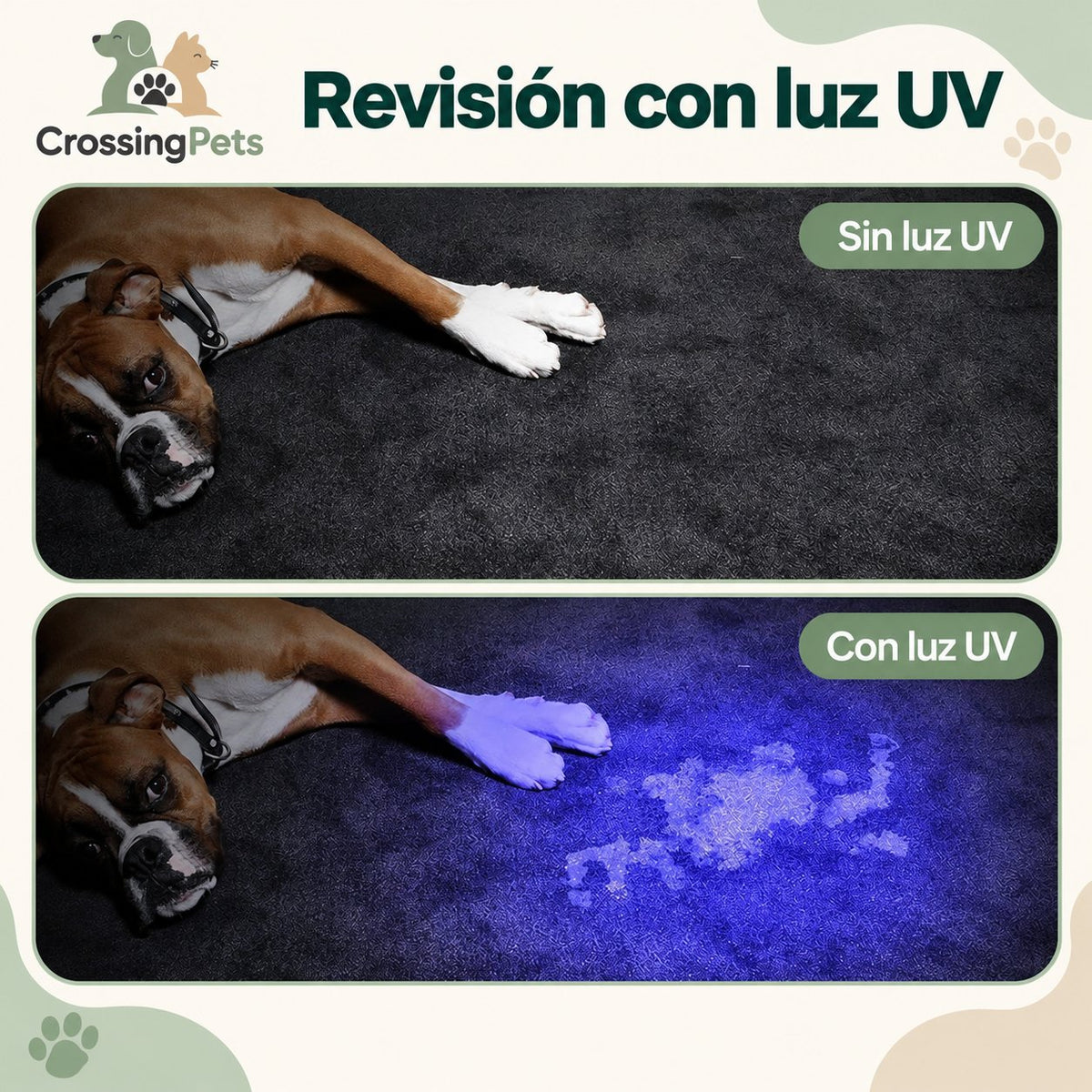 Linterna UV para localizar manchas de mascotas — CrossingPets · imagen 3