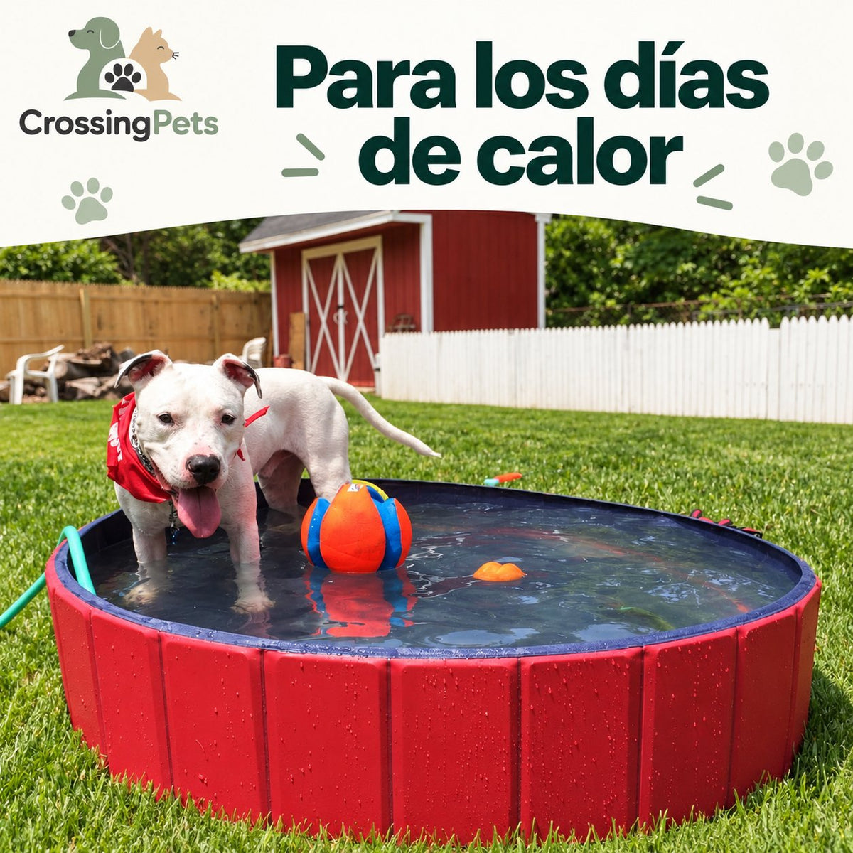 Piscina plegable para perros — CrossingPets · imagen 6